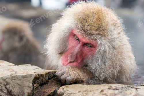 Preview: Macaqus in Nagano, Japan