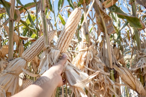 Preview: Farmer holding corn cobs in hand in corn field.