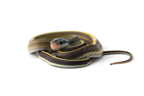 Preview: Taiwan beauty rat snake isolated on white background