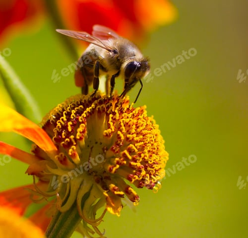 Preview: bright background. wasp on a flower