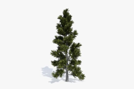 Preview: Detailed Conifer Tree Model