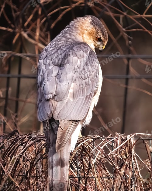 Preview: A Cooper's Hawk (Accipiter cooperii) perched on a fence hunting for prey below. Poquott, New Yor