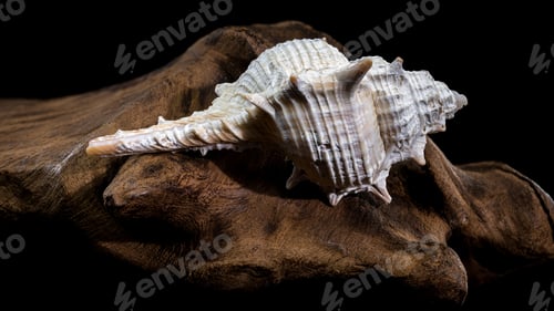 Preview: Murex spinicosta shell on wood black background