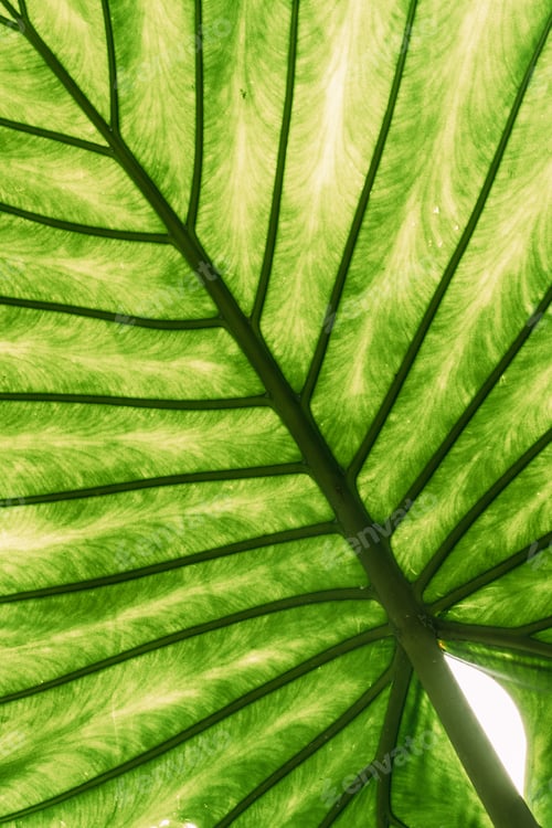 Preview: Green Leaves Of Alocasia Macrorrhizos In Botanical Garden