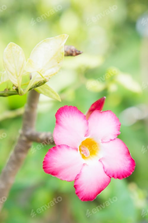 Preview: Pink flowers , Desert Rose; Impala Lily; Mock Azalea flowers