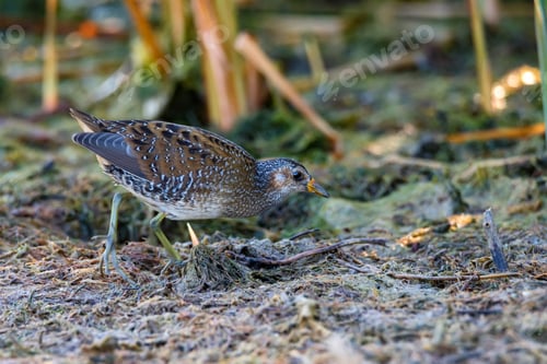 Preview: Close up of a spotted crake or Porzana porzana in a wildlife