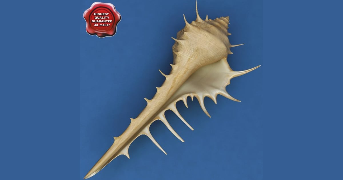 Spiked conch shell with protrusions 3D, Incl. calcium & conch - Envato
