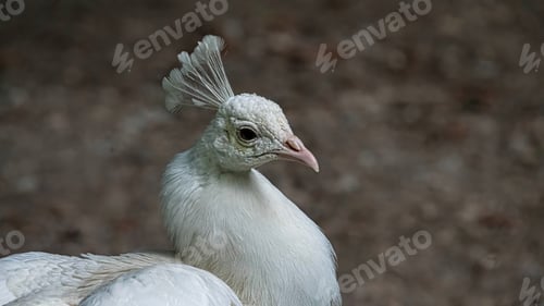 Preview: Vibrant peacock struts on grass by a tree and rocks.