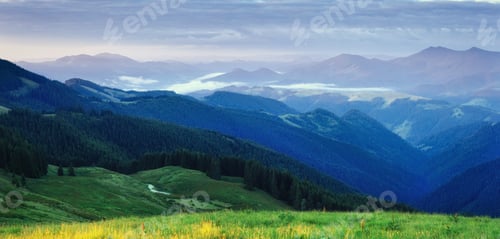 Preview: Pine tree forest. Beauty world. Carpathians. Ukraine, Europe