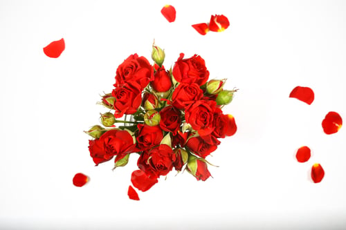 Preview: Flowers Roses Bush Lie On A White Background
