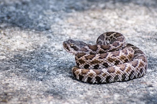 Preview: Southern Pacific Rattlesnake