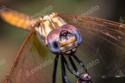 Preview: Selective focus shot of the head of a dragonfly