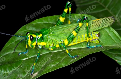 Preview: Chromacris Grasshopper at Night in Costa Rica