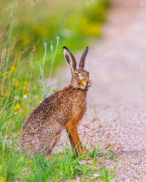 Preview: European brown hare, lepus europaeus, Hare sitting on a path