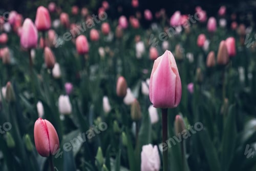 Preview: Blooming tulips.
