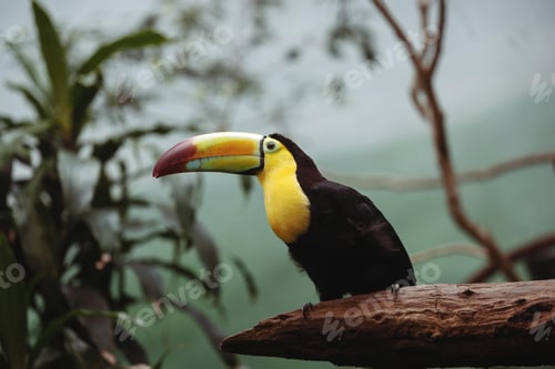 Preview: toucan, bird, colours, tropics