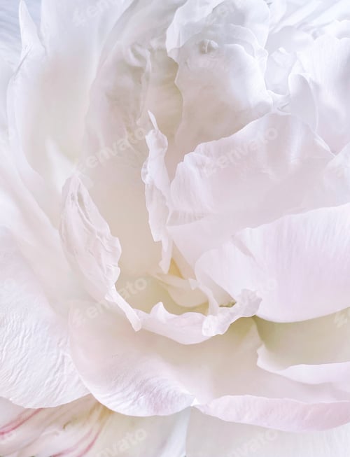 Preview: Floral petals white peony natural background