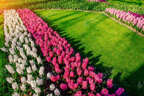 Preview: Group of beautiful multicolored hyacinths. Holland.