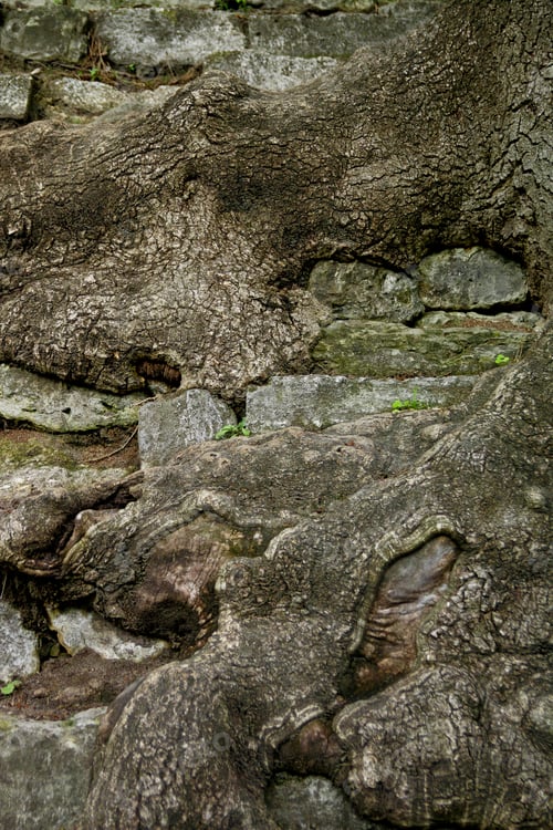 Preview: Tree root background. Close up.
