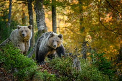 Preview: Two big brown bear in the forest. Dangerous animal in natural habitat. Wildlife scene