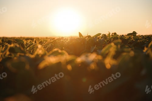 Preview: Soybean Field Rows in sunset