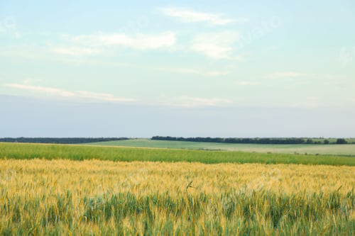 Preview: Fields against blue sky, space for text. Agriculture