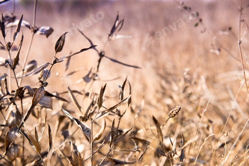 Preview: Dry flowers on the field autumn