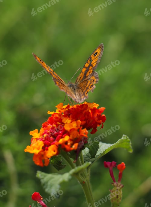 Preview: Butterfly with orange color wings pollinating red and yellow flower.