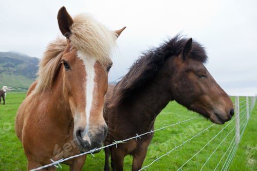 Preview: Horses Grazing Peacefully in Green Field