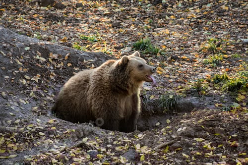 Preview: brown bear in autumn forest, open mouth and showing tongue. Rehabilitation, reserve