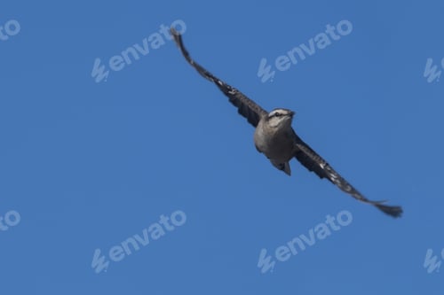 Preview: Fantastic shot of a chalk-browed mockingbird in flight against a cloudless blue sky