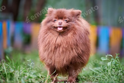 Preview: Pomeranian Spitz brown dog in garden