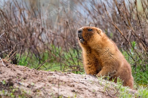 Preview: Bobak marmot or Marmota bobak in steppe