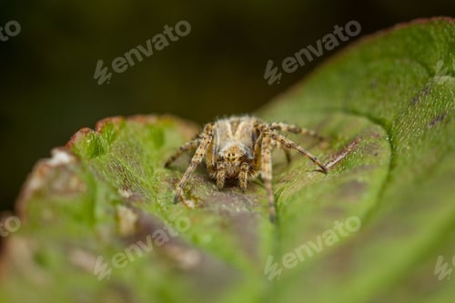 Preview: Close-Up of Spider on a Leaf