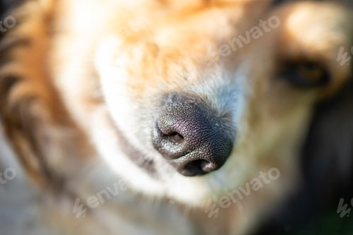 Preview: The nose of a cute, brown dog.