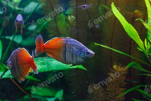 Preview: underwater photography of Barbus ticto fish