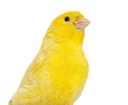 Preview: Close-up of a yellow canary isolated on white
