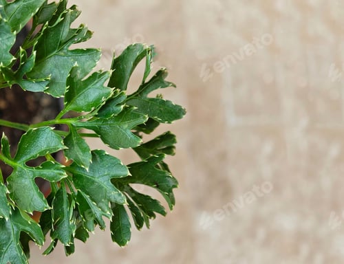 Preview: a green leafy plant with white spots and small stems