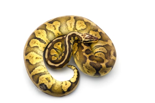 Preview: The royal python isolated on white background
