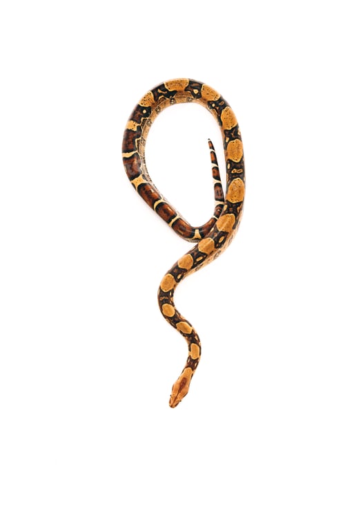 Preview: Top view of twisted python snake isolated on white