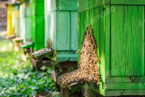 Preview: Full of honey beehives with bees in summer