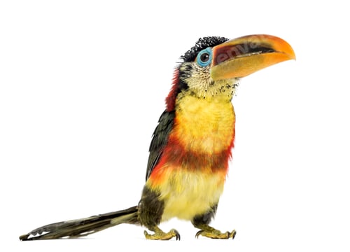 Preview: Curl-crested aracari, isolated on white
