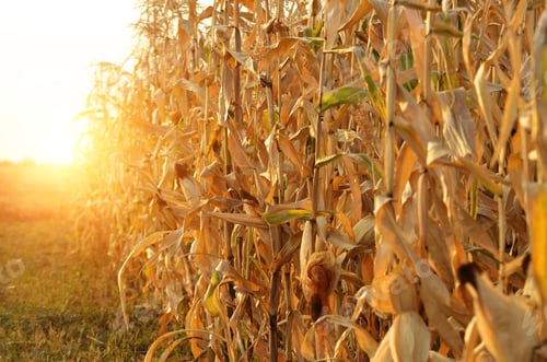 Preview: Backlit Maize field at evening sunset time