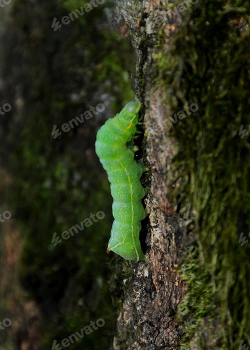 Preview: A caterpillar Operophtera Brumata