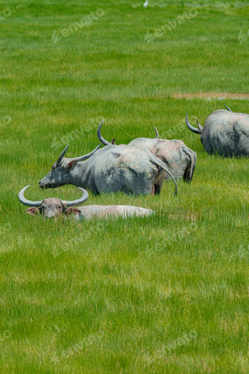 Preview: Buffaloes at the green grassland in Kampung Batu Putih, Marang, Terengganu, Malaysia