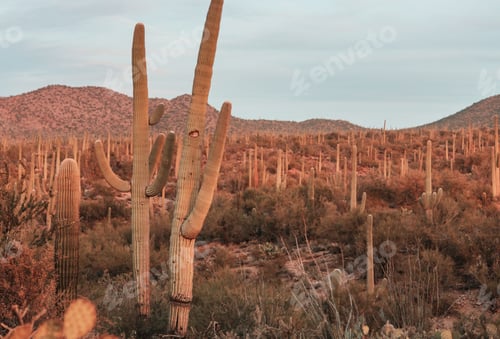 Preview: Cactus