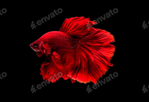 Preview: Dark red Siamese fighting fish , betta fish was isolated on black background