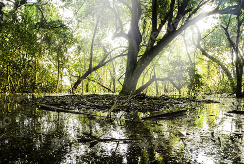 Preview: Wetlands In Pantanal, Brazil
