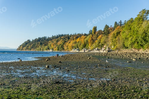 Preview: A Landscape Shot Of Autumn Trees And Low Tide In Des Moines, Washington.