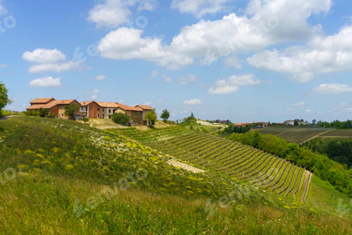 Preview: Landscape of Langhe, Piedmont, Italy near Dogliani at May